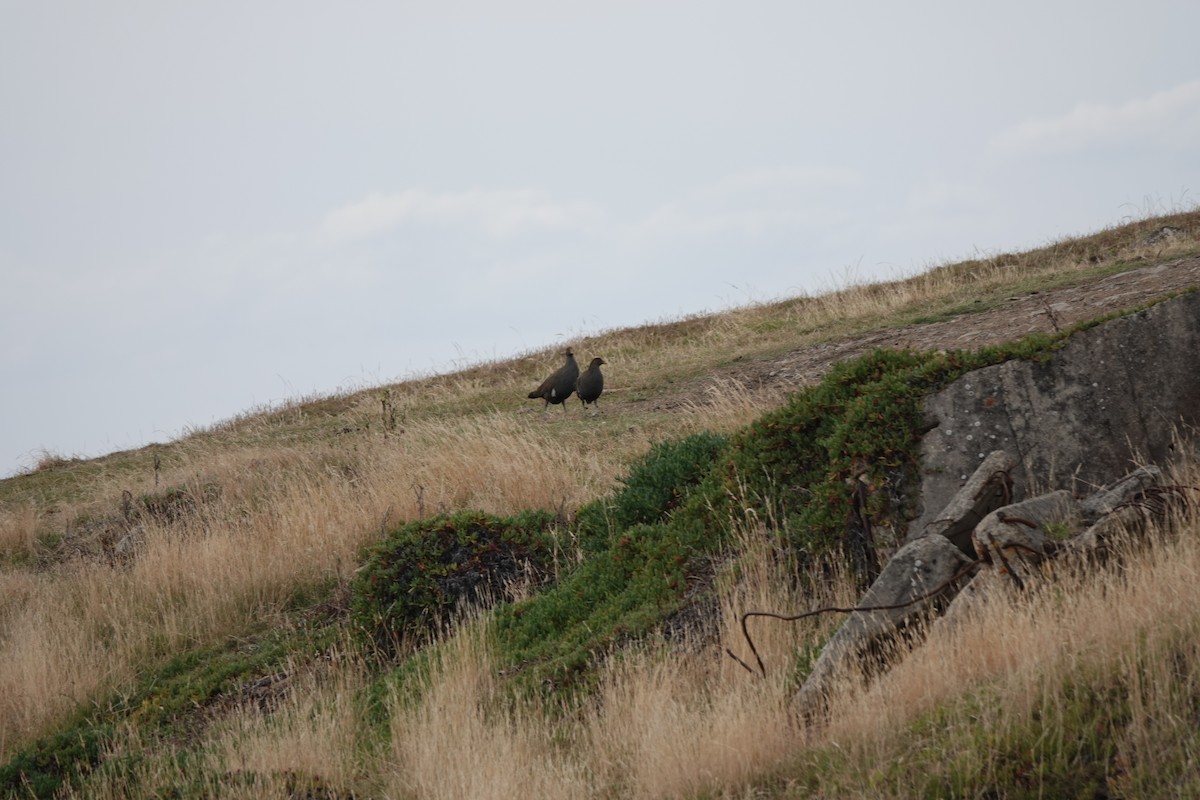 Tasmanian Nativehen - ML643815261