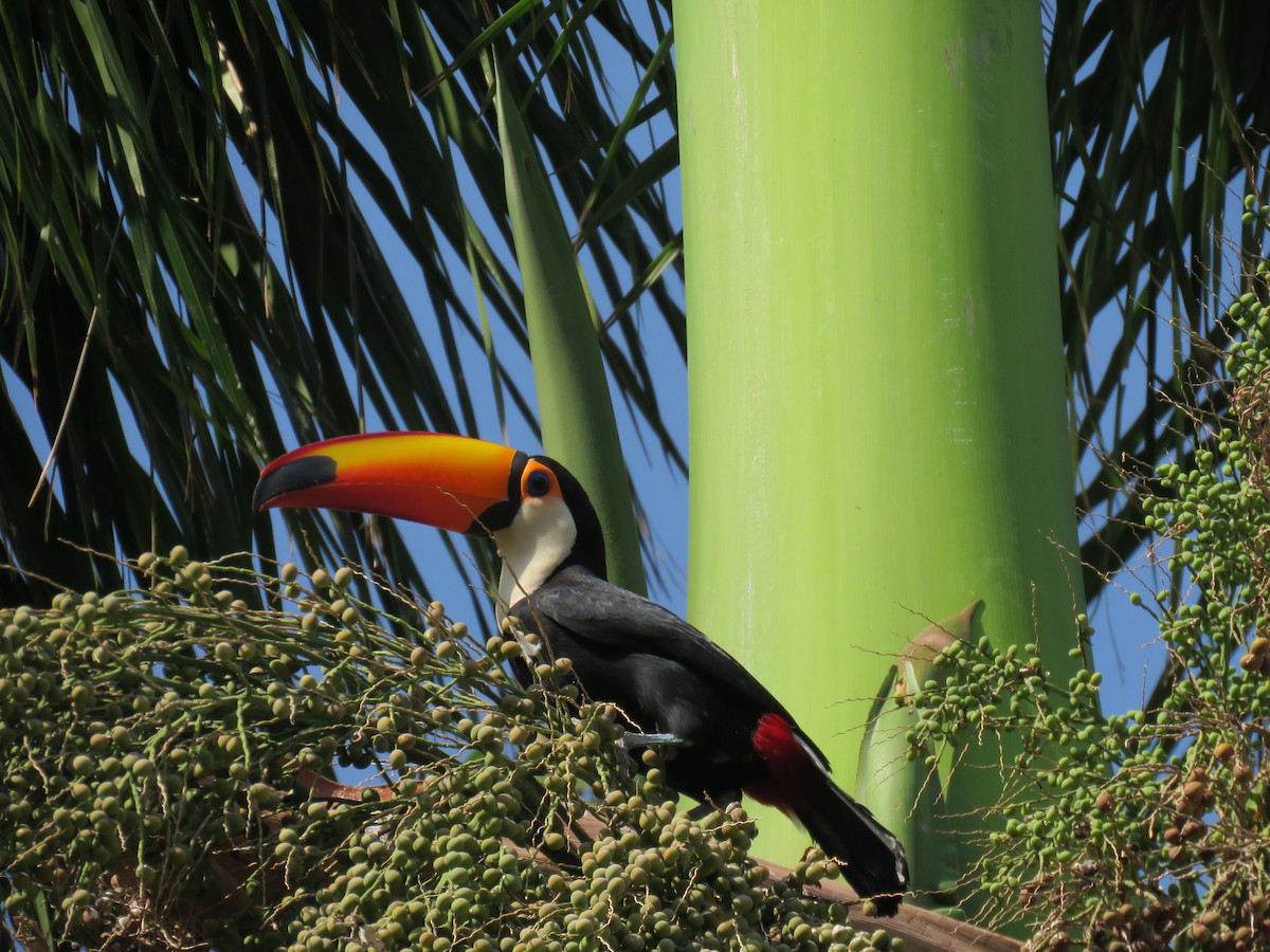 Toco Toucan - ML643815265