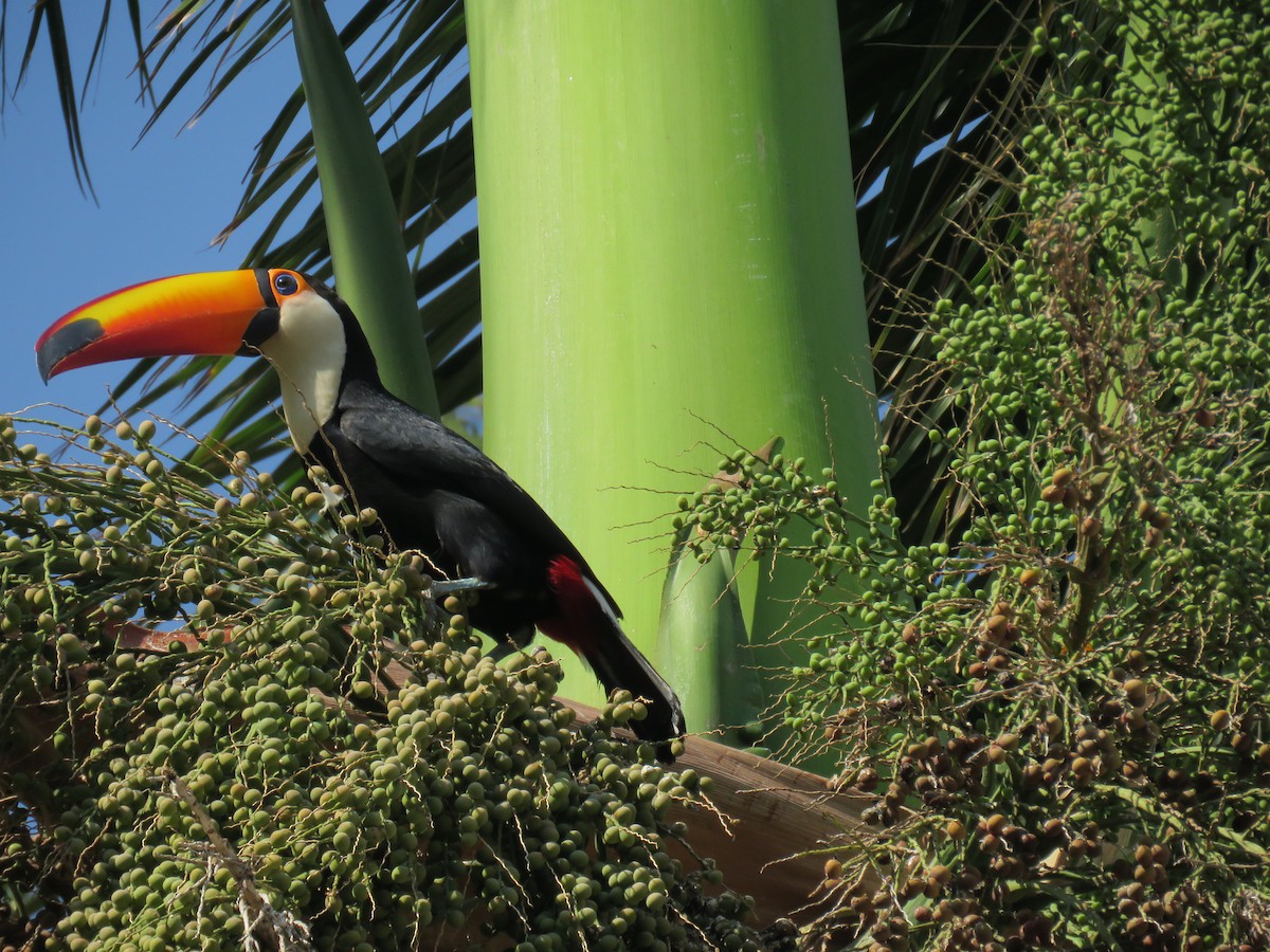 Toco Toucan - ML643815276