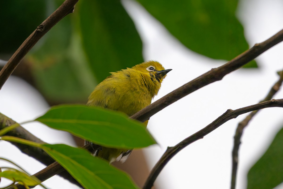 Green White-eye - ML643815294