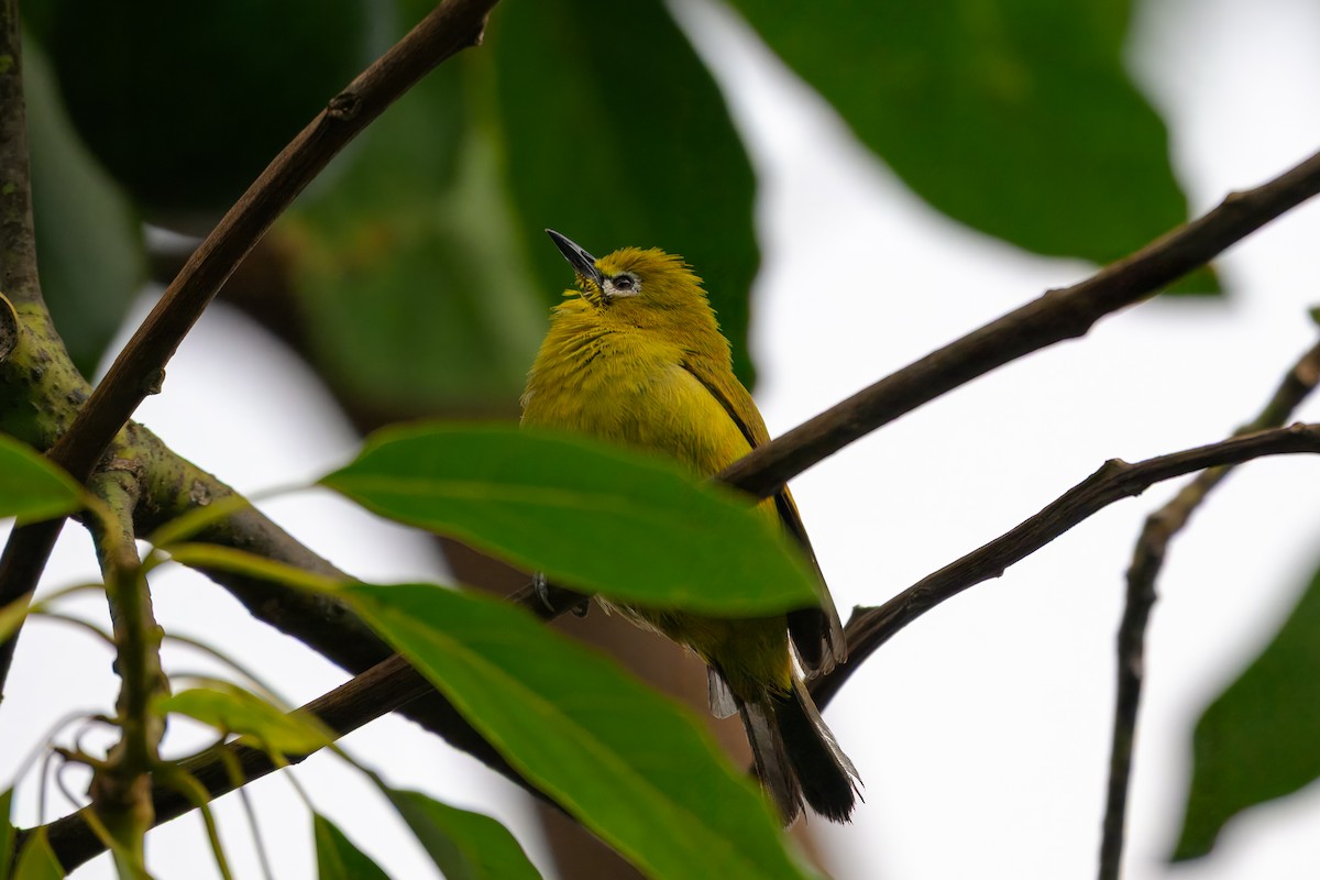Green White-eye - ML643815295