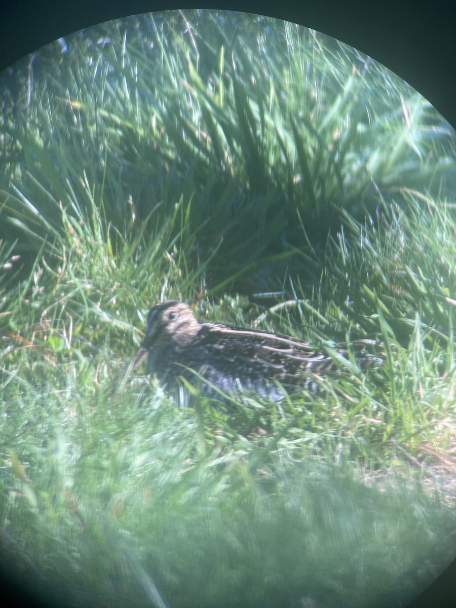 Wilson's Snipe - ML643815335