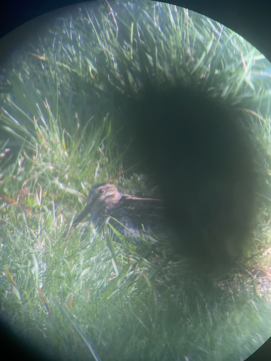 Wilson's Snipe - ML643815336