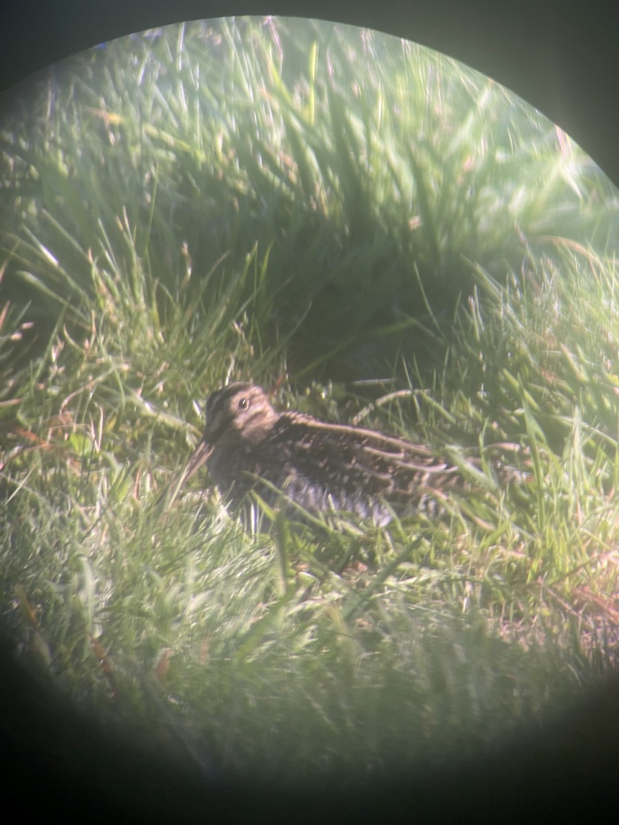 Wilson's Snipe - ML643815337