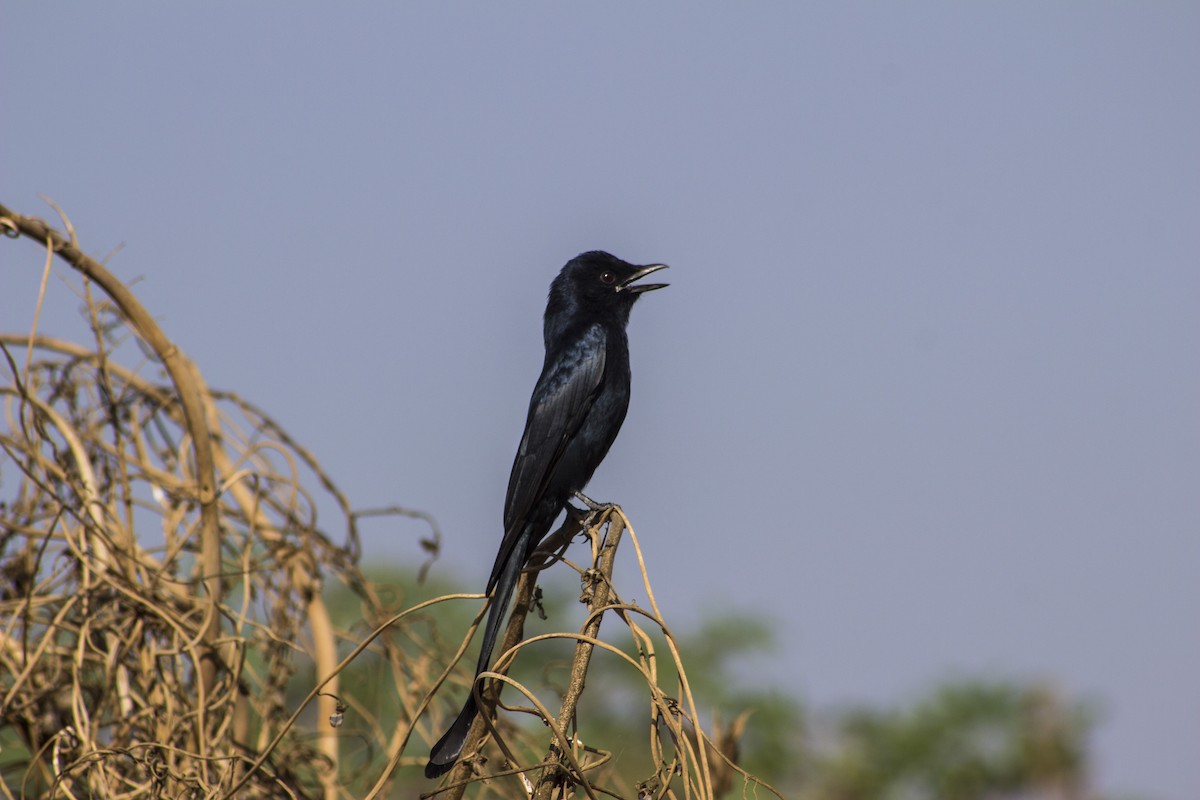 Black Drongo - ML643815346