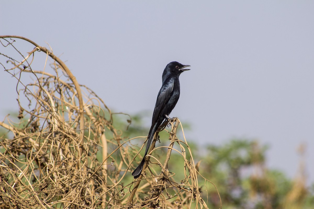 Black Drongo - ML643815347