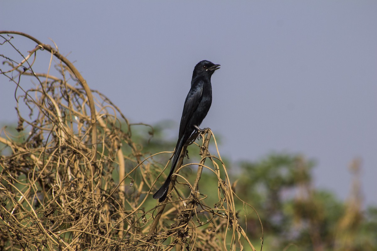 Black Drongo - ML643815348