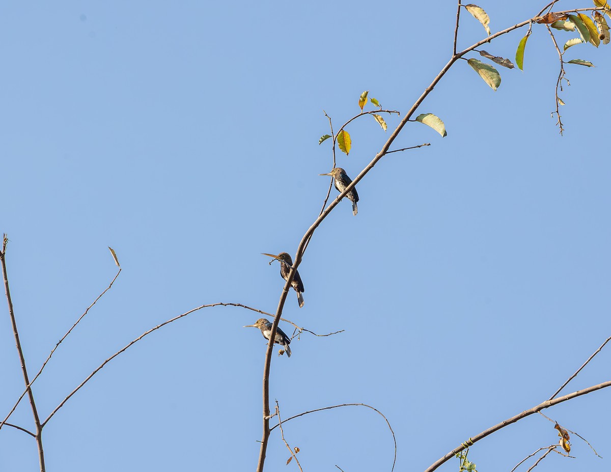 Brown Jacamar - ML643815354