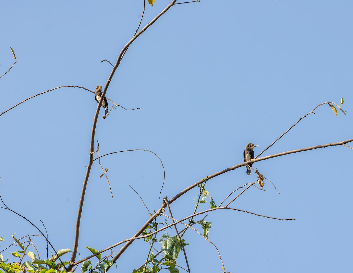 Brown Jacamar - ML643815355