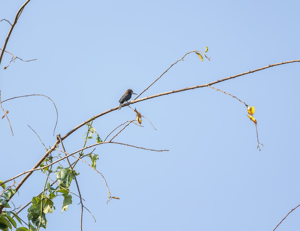 Brown Jacamar - ML643815356