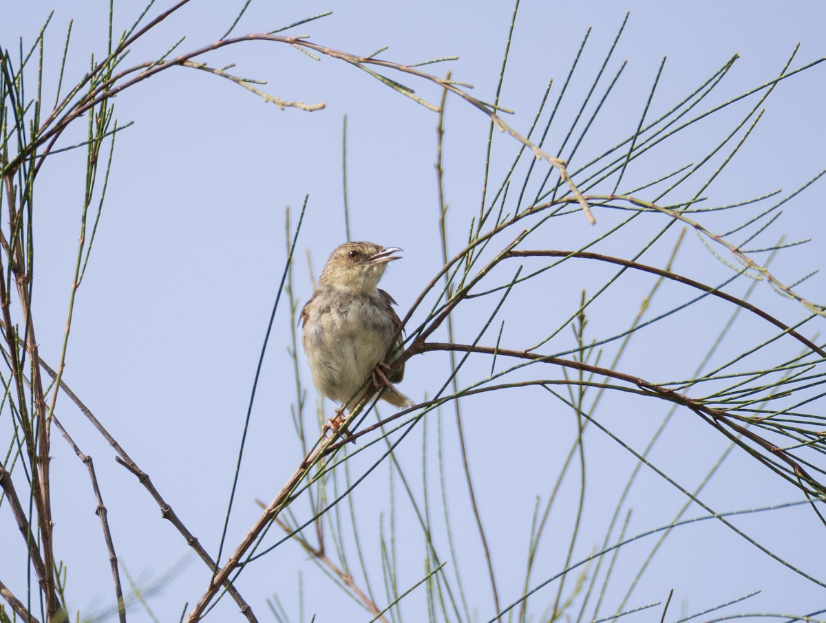 Striped Prinia - ML643815365