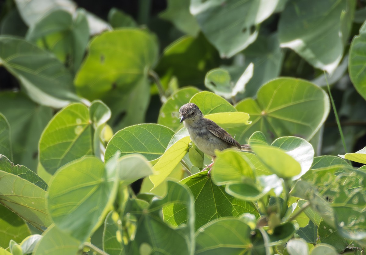 Striped Prinia - ML643815366
