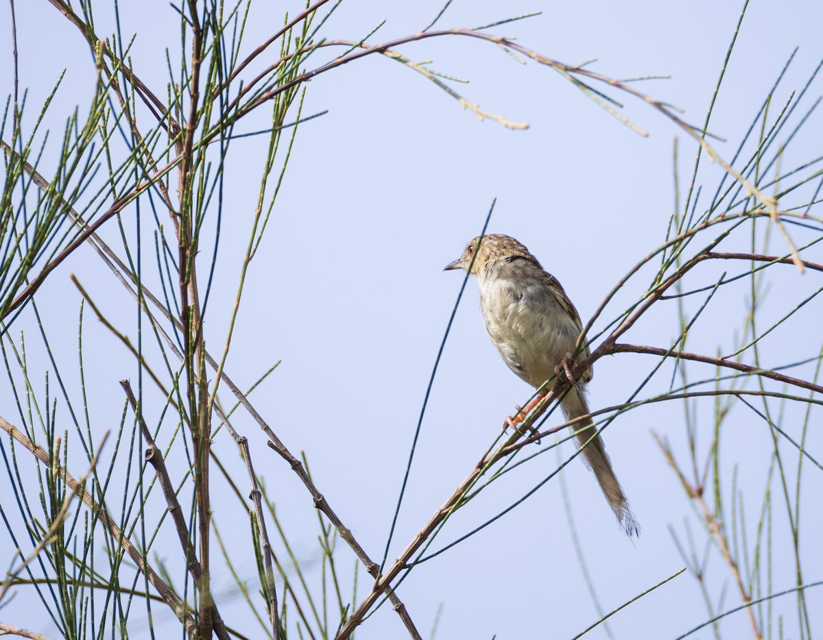 Striped Prinia - ML643815367