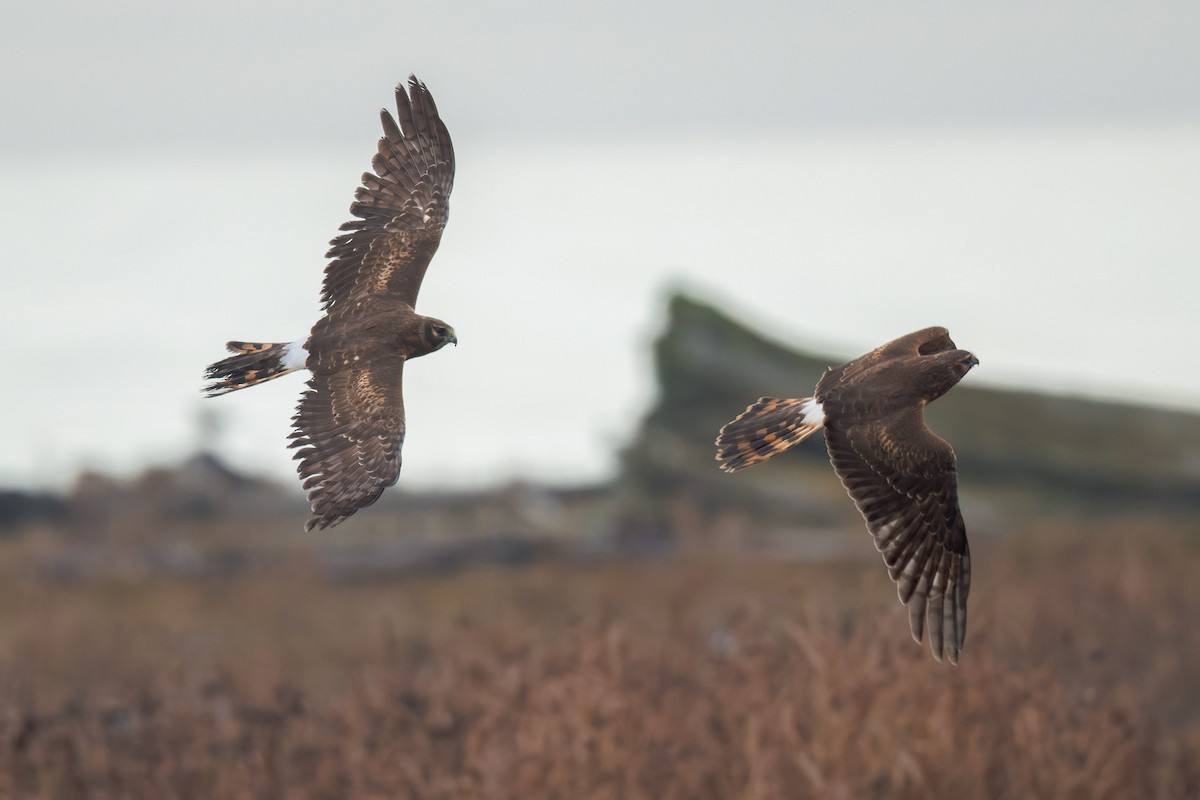 Northern Harrier - ML643815371
