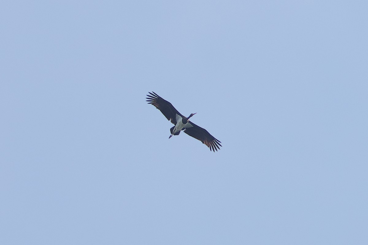 Black Stork - ML643815373