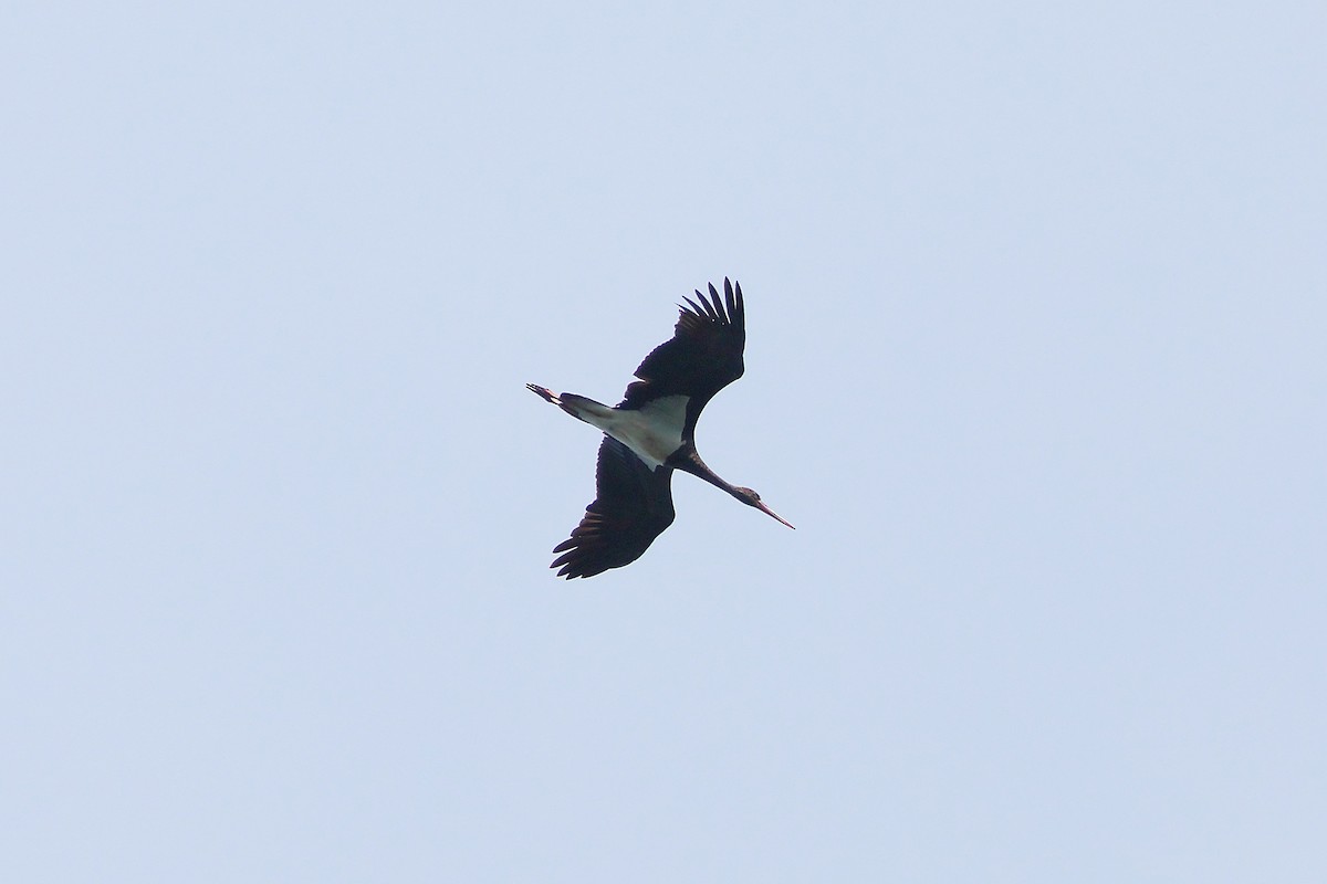 Black Stork - ML643815374