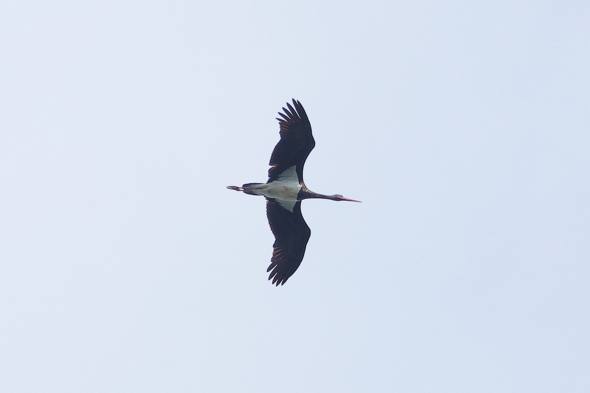 Black Stork - ML643815375