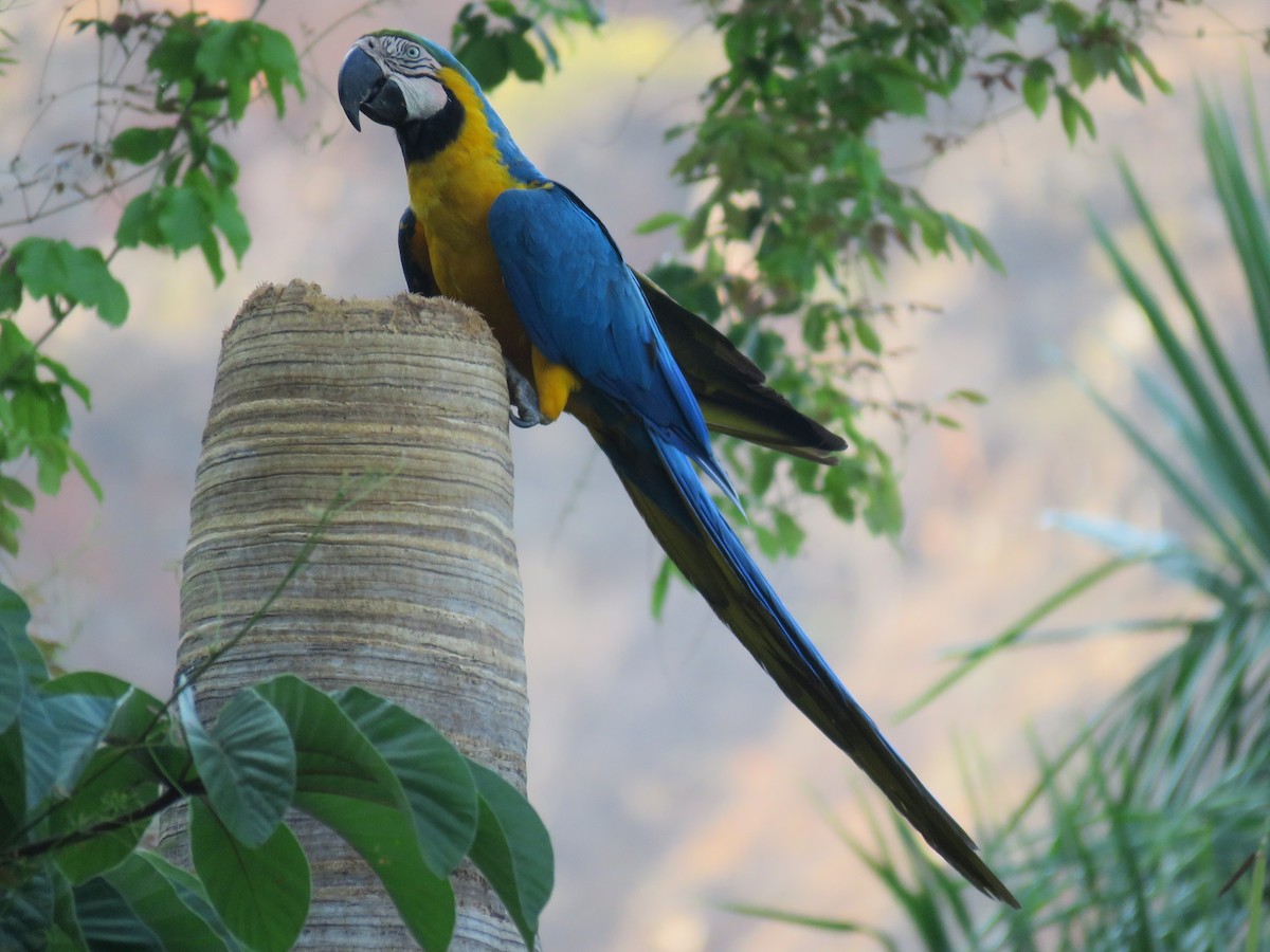 Blue-and-yellow Macaw - ML643815391