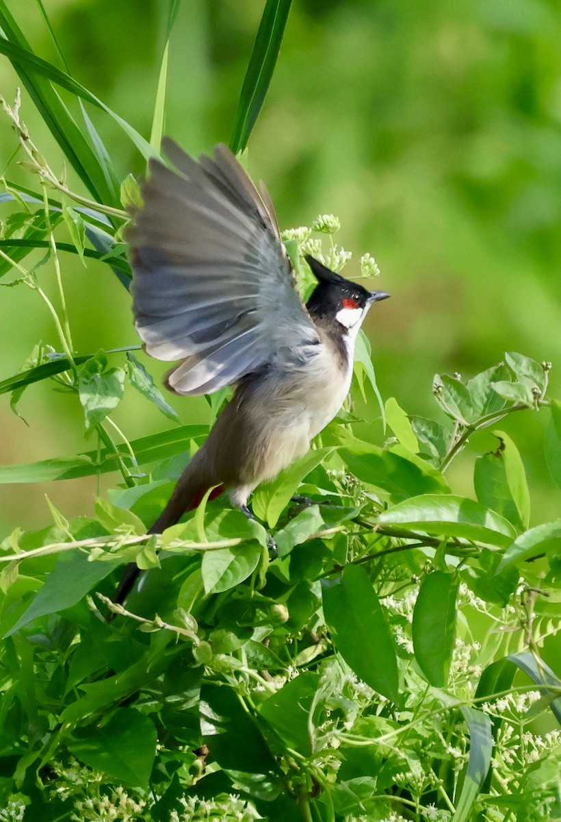 Bulbul orphée - ML643815393