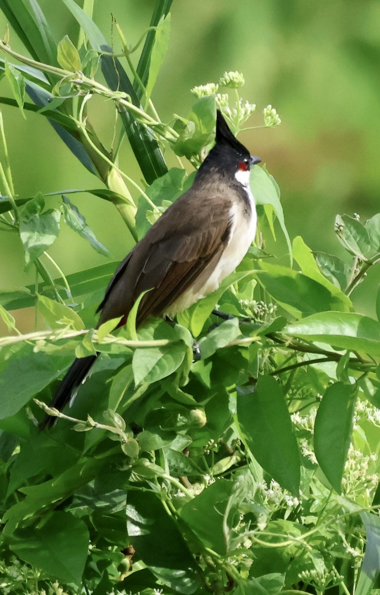 Bulbul orphée - ML643815394