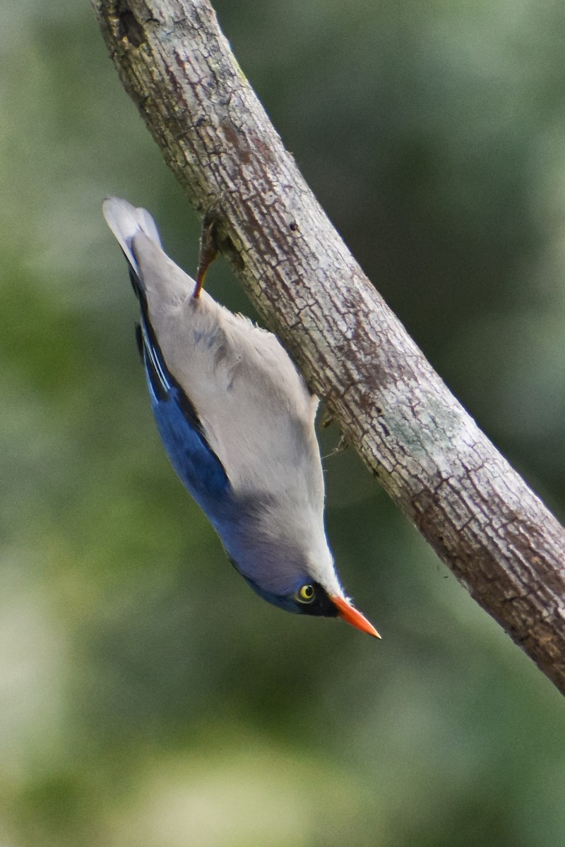 Velvet-fronted Nuthatch - ML643815395