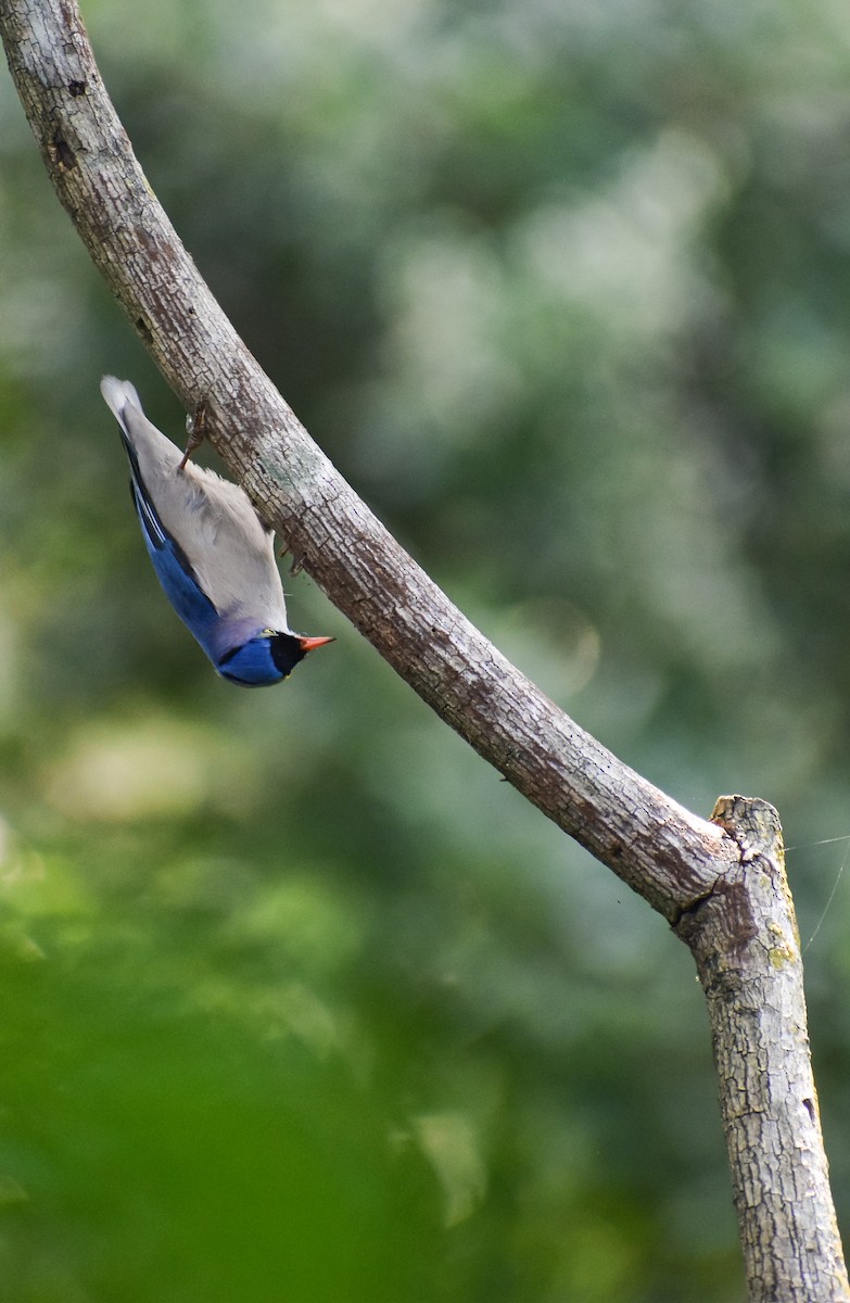 Velvet-fronted Nuthatch - ML643815396