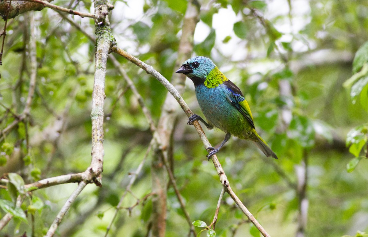 Green-headed Tanager - ML643815442