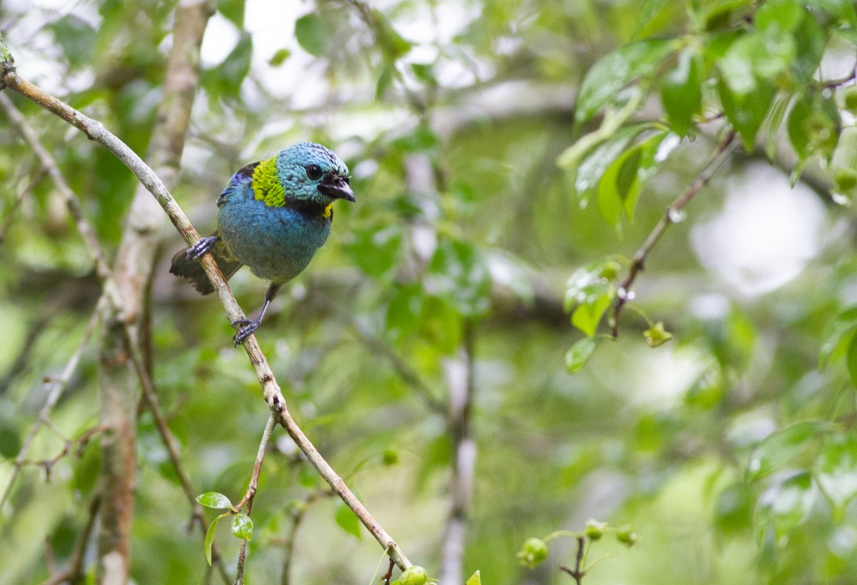 Green-headed Tanager - ML643815443