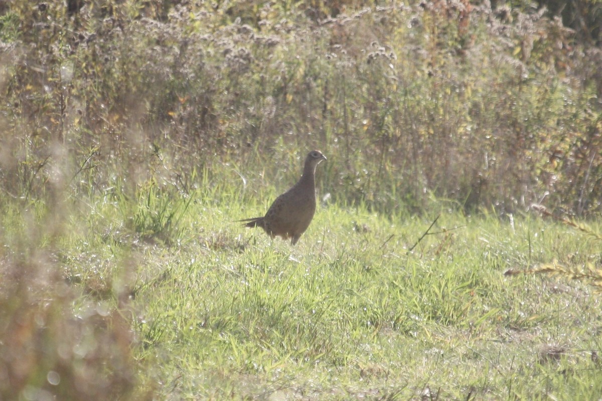Ring-necked Pheasant - ML643815467