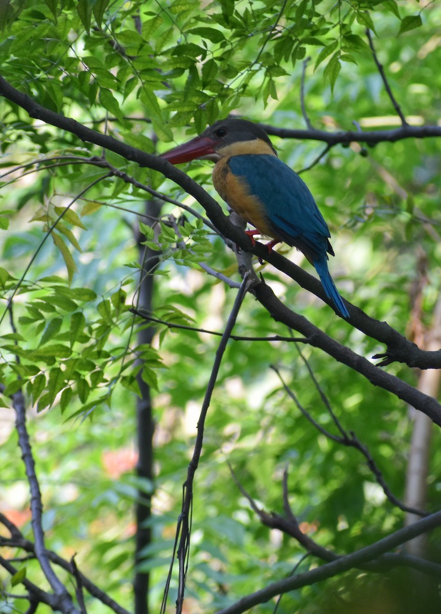 Stork-billed Kingfisher - ML643815469