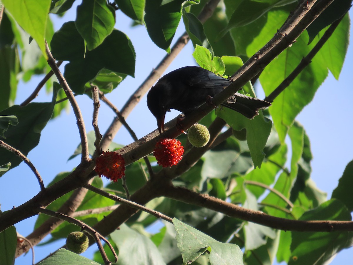 Black Bulbul (Gray-winged) - ML643815475