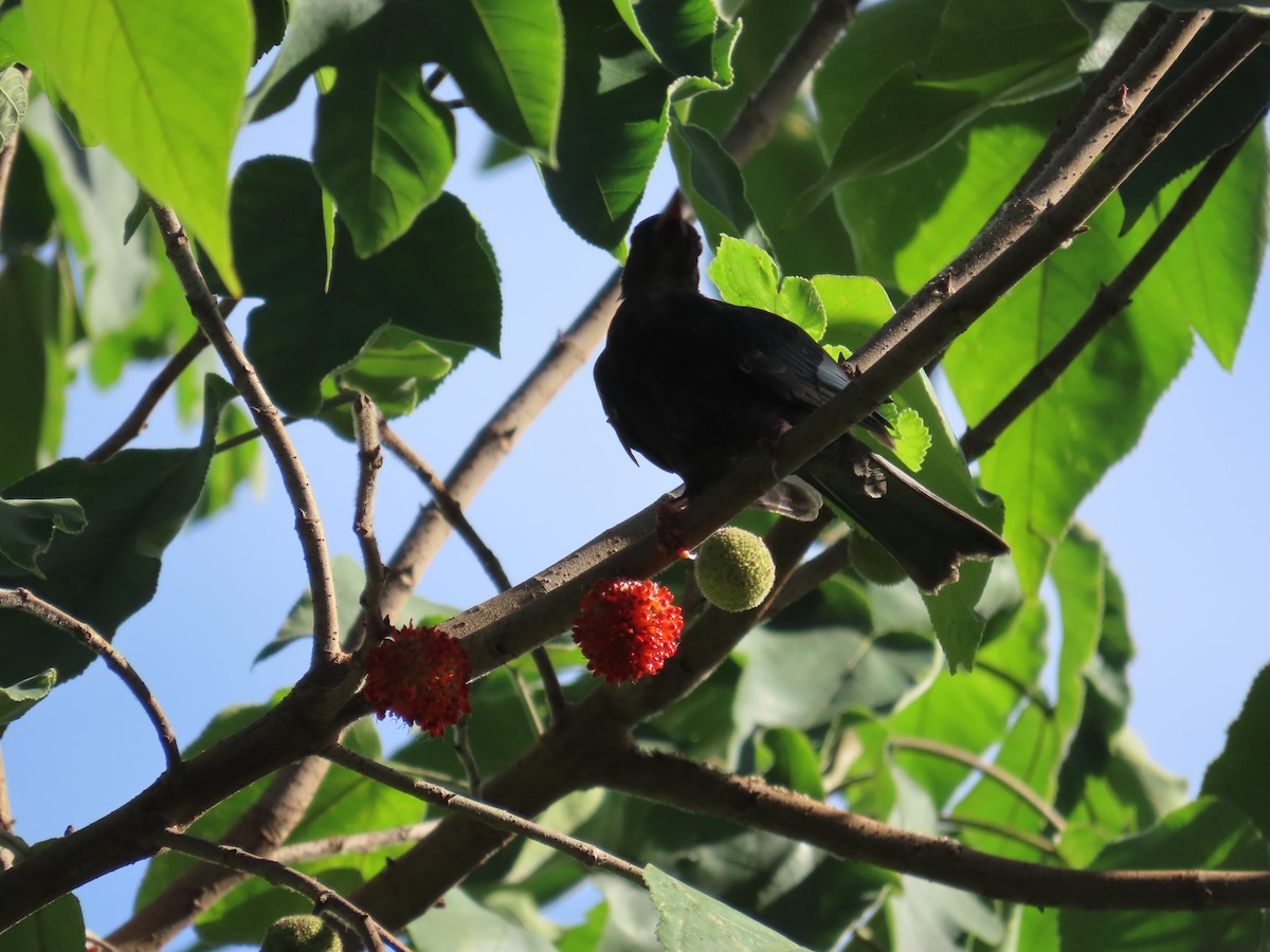 Black Bulbul (Gray-winged) - ML643815476