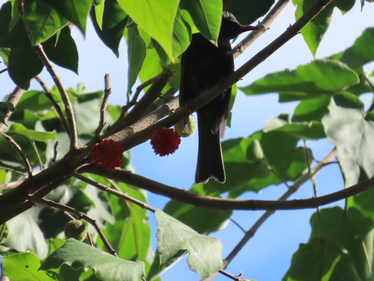 Black Bulbul (Gray-winged) - ML643815478