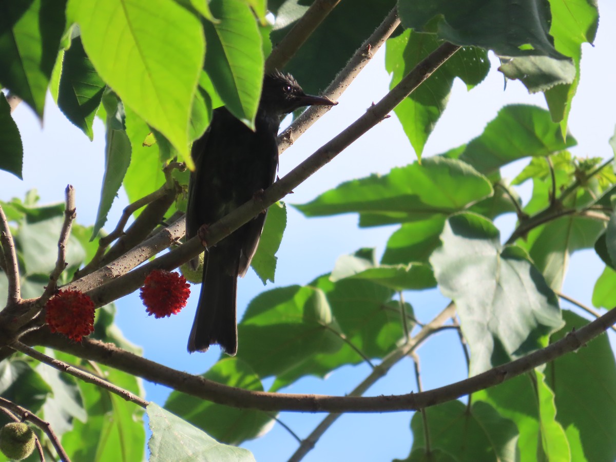 Black Bulbul (Gray-winged) - ML643815479