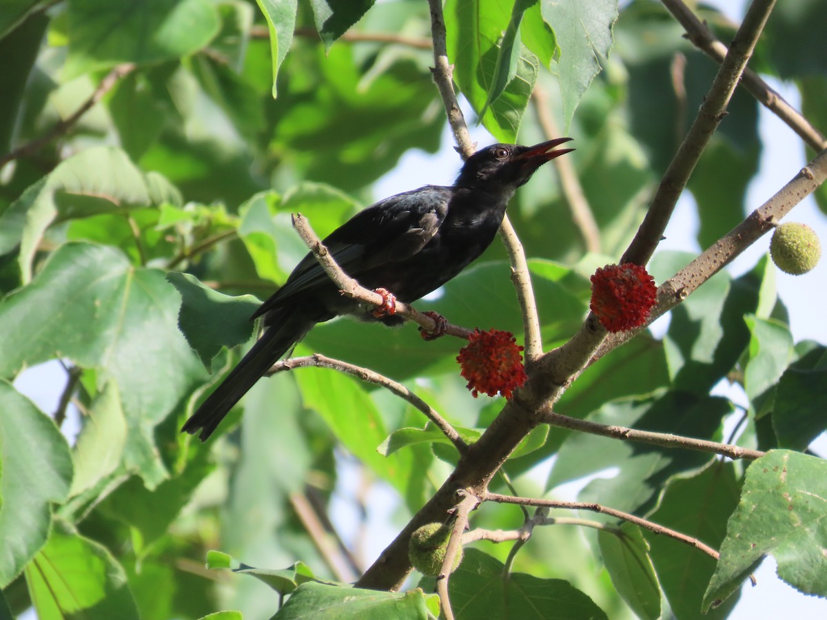 Black Bulbul (Gray-winged) - ML643815498