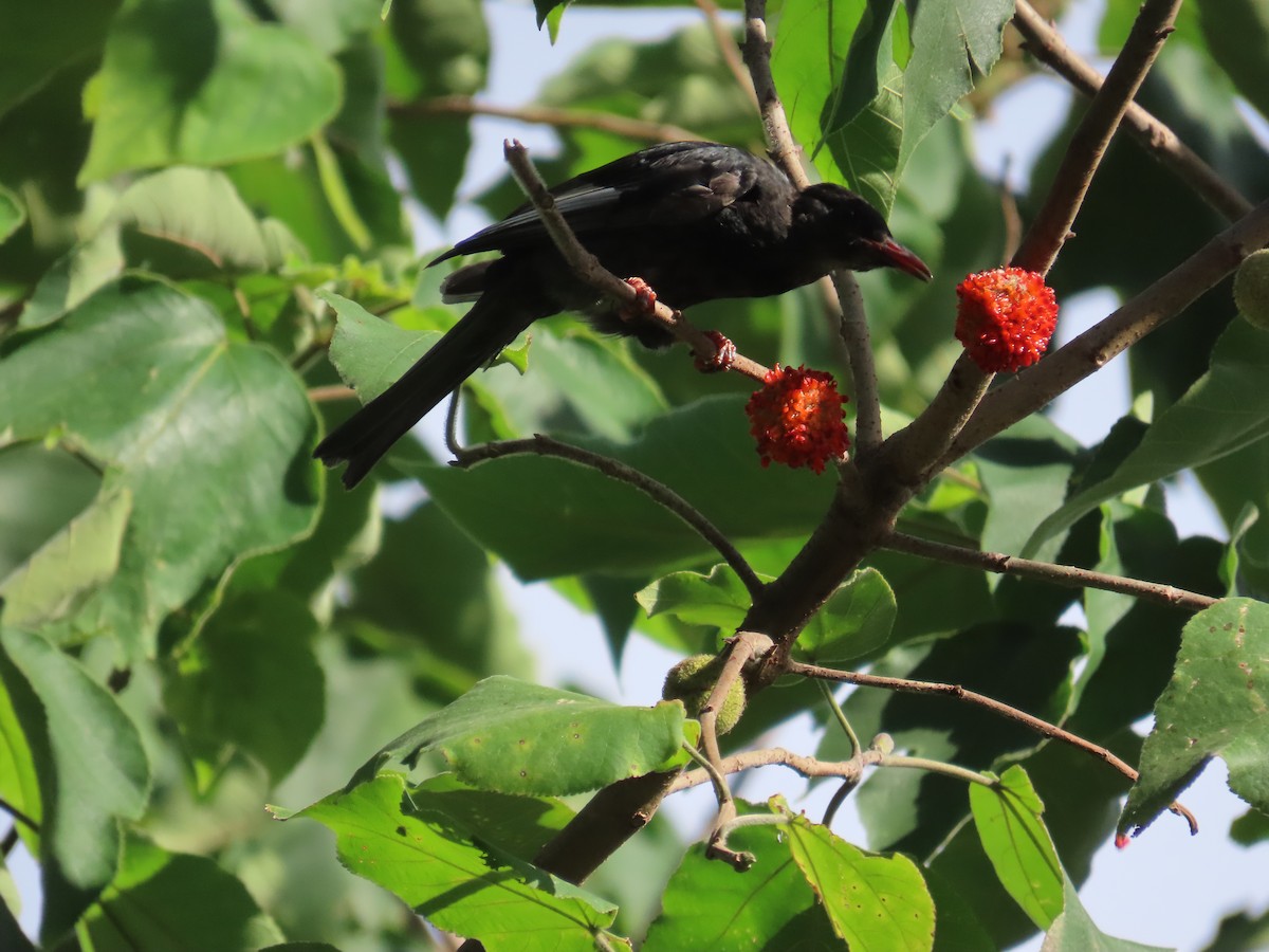 Black Bulbul (Gray-winged) - ML643815499