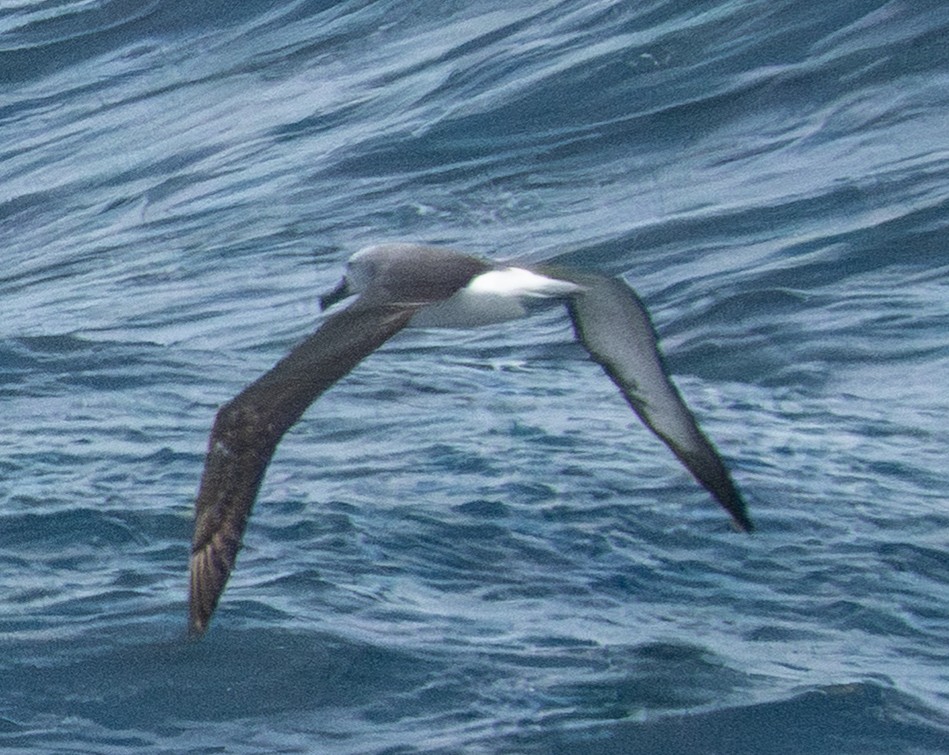 Salvin's Albatross - ML643815516