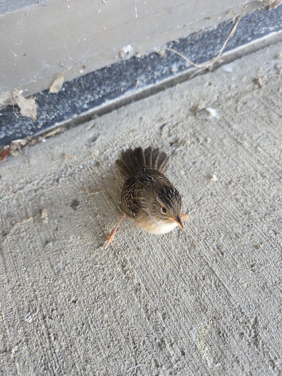 Sedge Wren - ML643815538