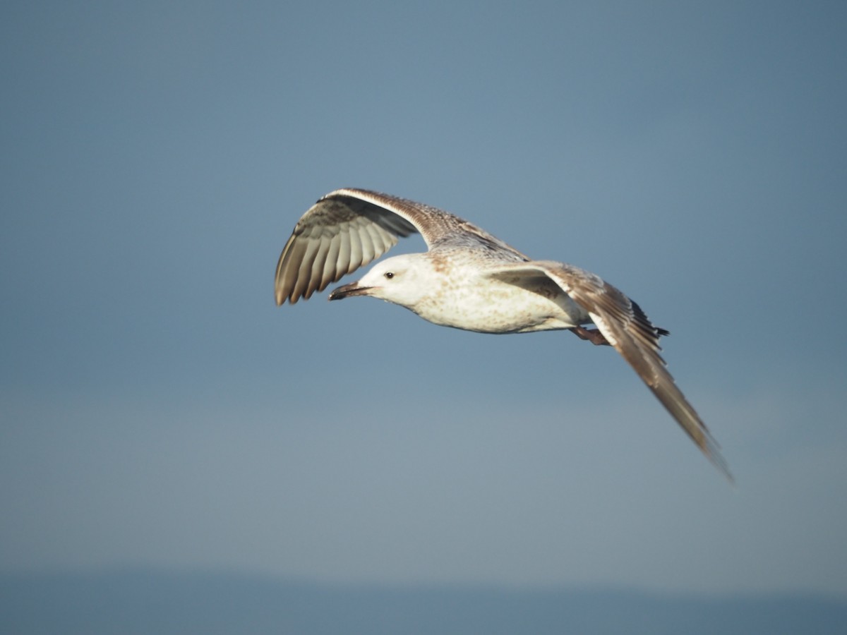 Caspian Gull - ML643815540