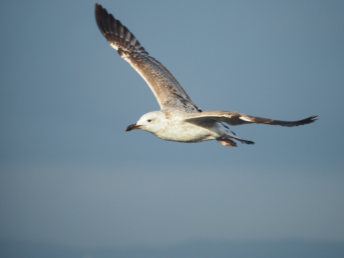 Caspian Gull - ML643815541