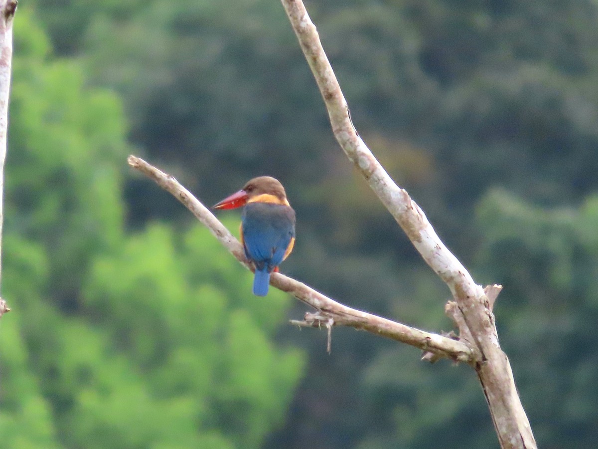 Stork-billed Kingfisher - ML643815543