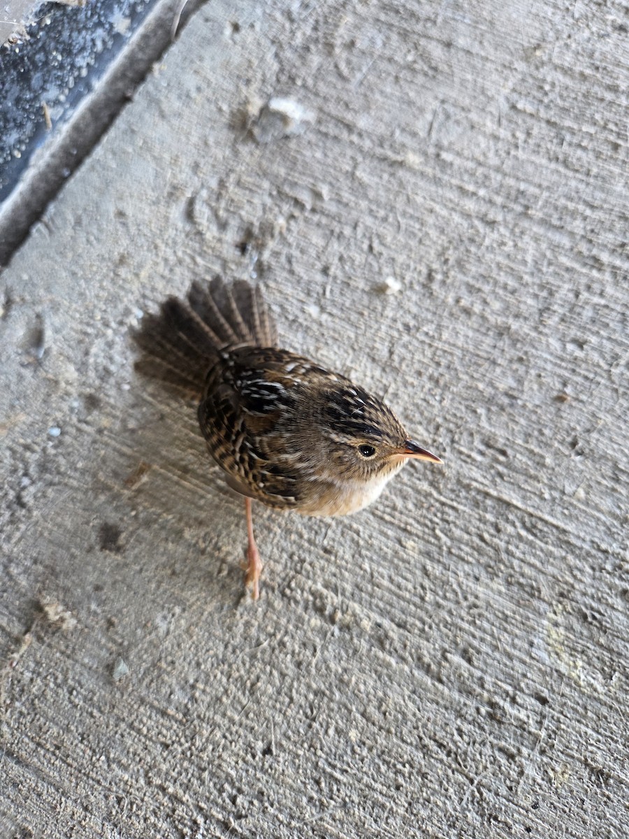Sedge Wren - ML643815547