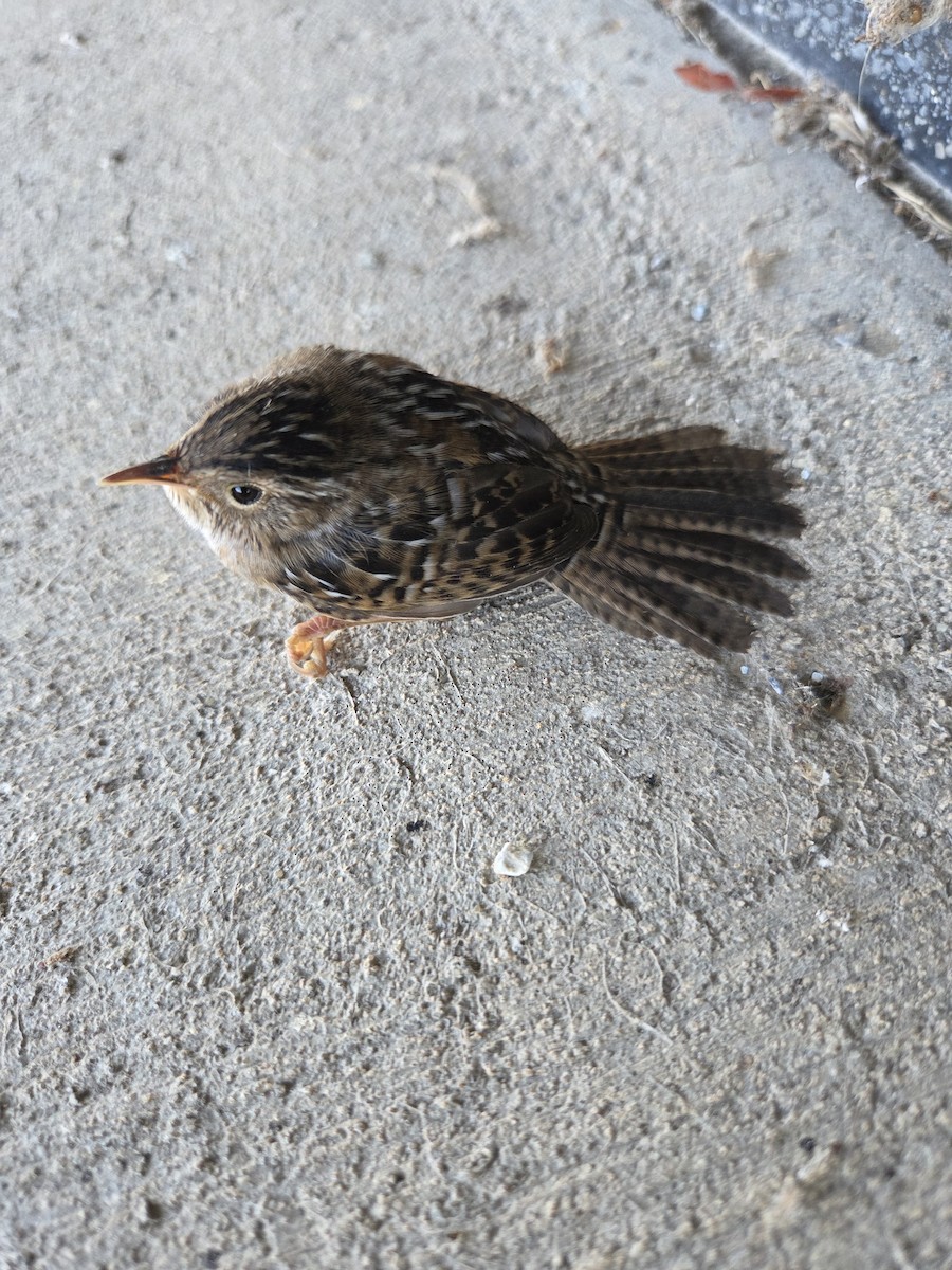 Sedge Wren - ML643815554