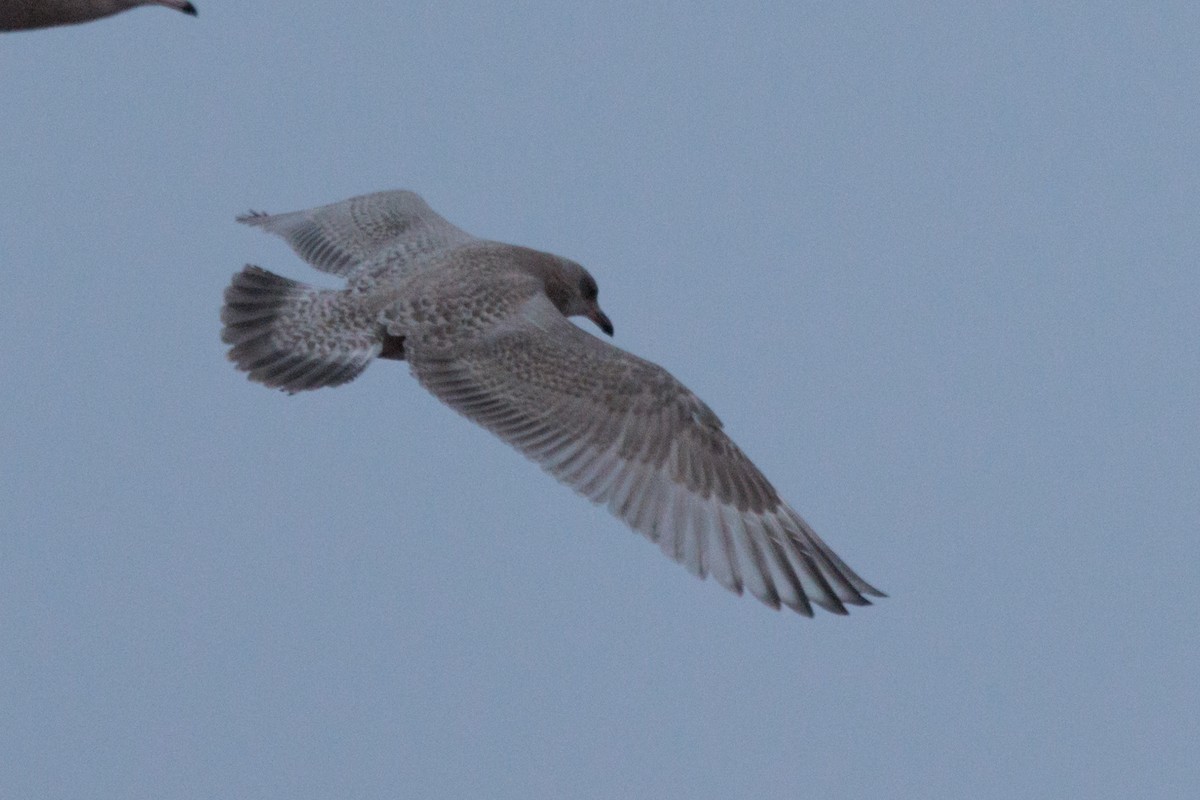 American Herring x Glaucous Gull (hybrid) - ML643815568