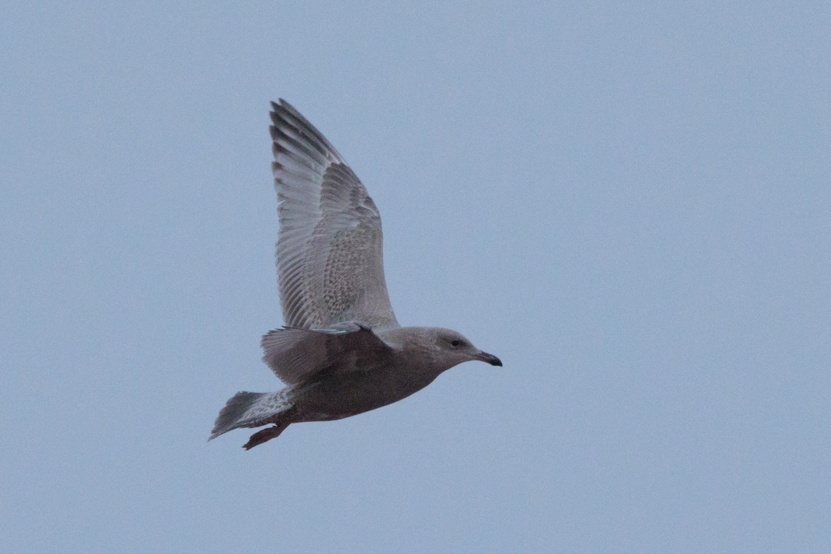 American Herring x Glaucous Gull (hybrid) - ML643815569