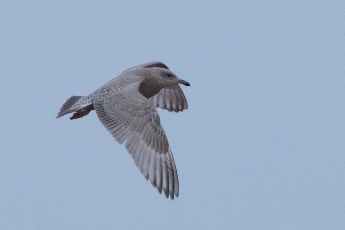 American Herring x Glaucous Gull (hybrid) - ML643815570