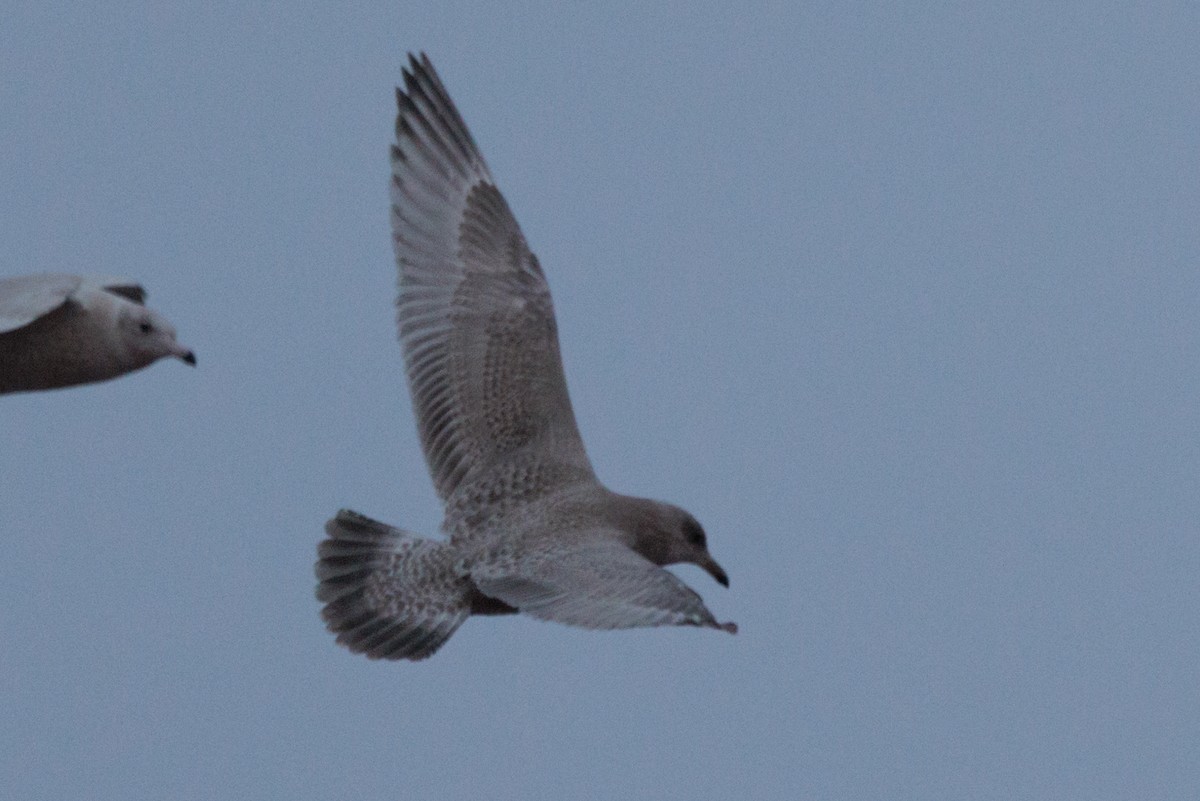 American Herring x Glaucous Gull (hybrid) - ML643815571