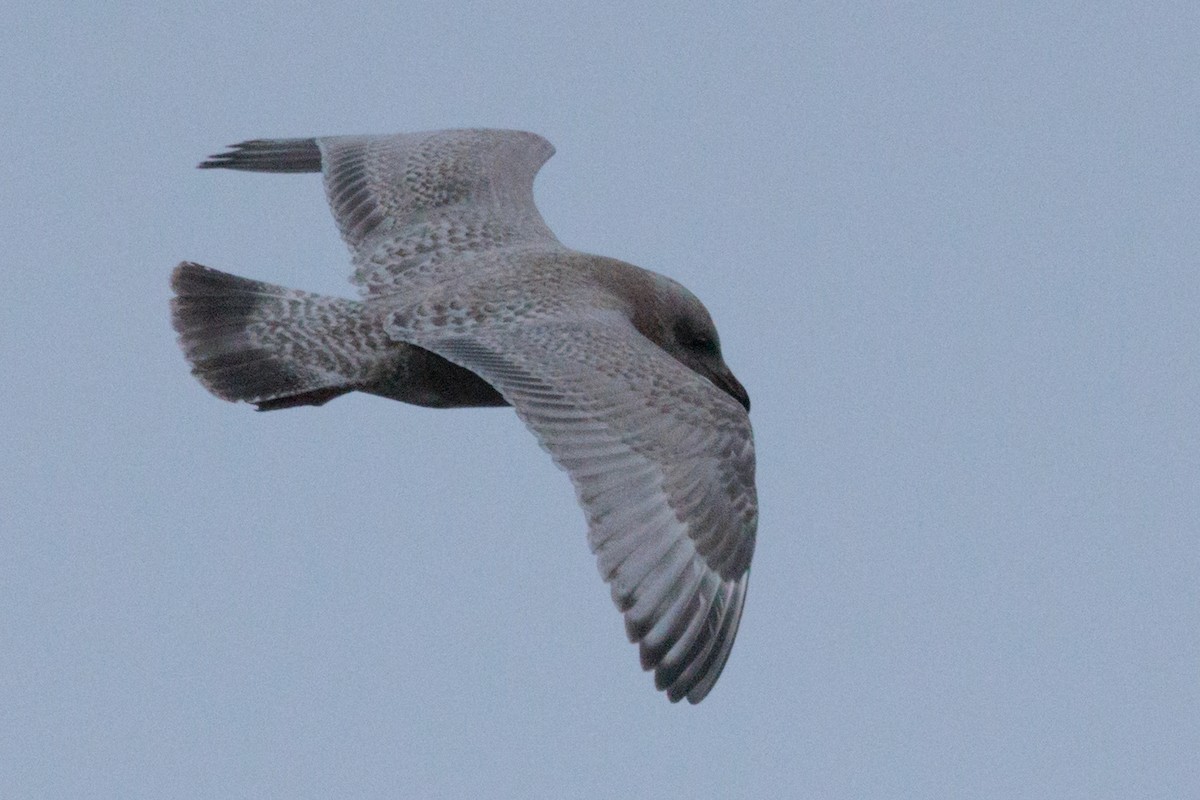 American Herring x Glaucous Gull (hybrid) - ML643815572