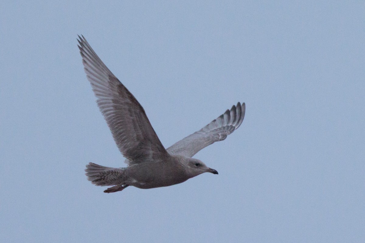 American Herring x Glaucous Gull (hybrid) - ML643815573