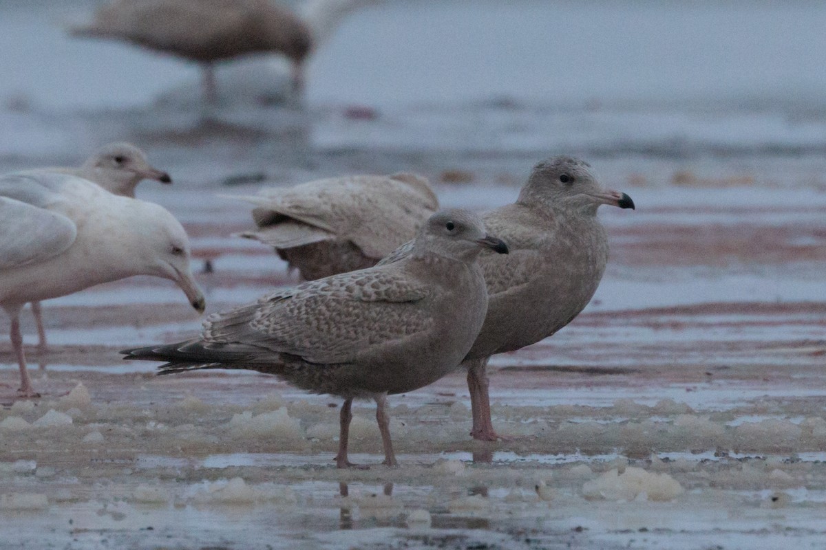 American Herring x Glaucous Gull (hybrid) - ML643815574